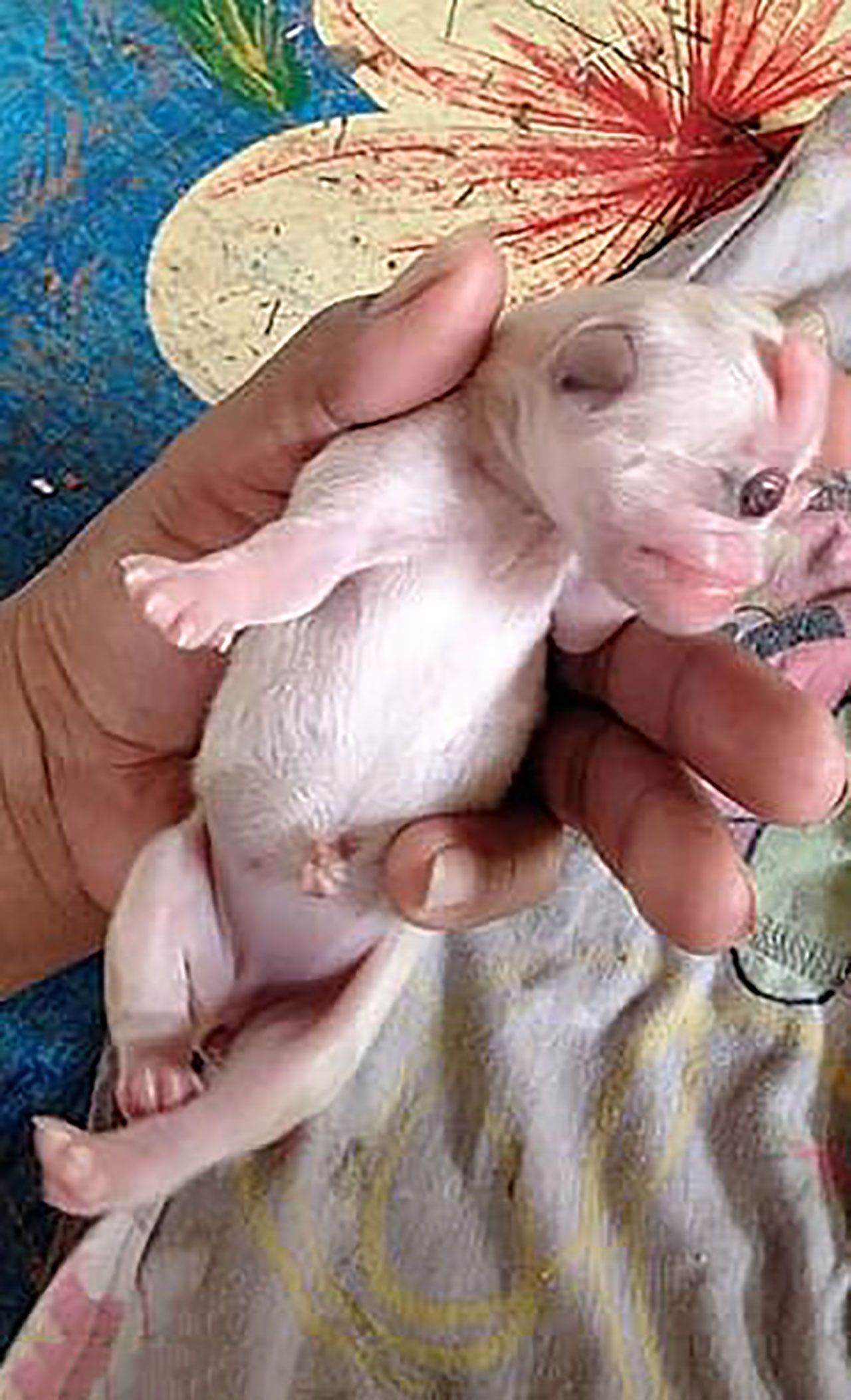 Alnının ortasında tek gözle doğan mucize köpek hayata tutundu - Sayfa:2