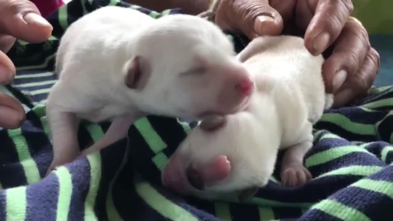 Alnının ortasında tek gözle doğan mucize köpek hayata tutundu - Sayfa:4