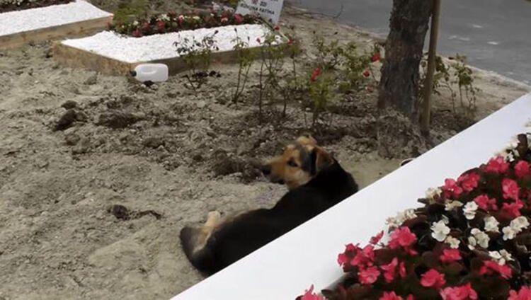 Ebru Şallı o köpeğin bakımını üstlendi - Sayfa:4