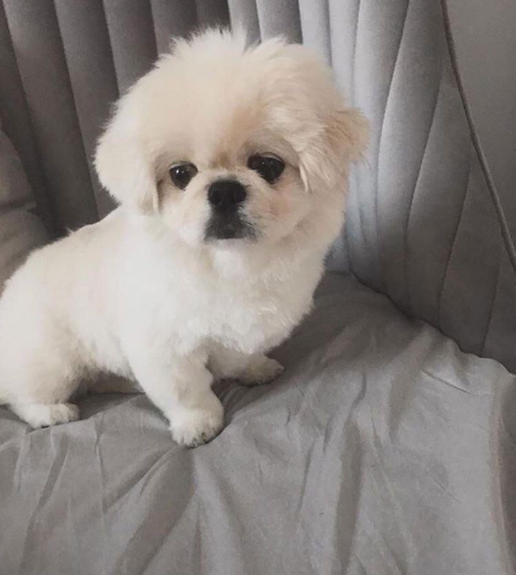 Survivor Ersin Korkut'tan sakatlığı ve köpeği Mes ile ilgili flaş açıklamalar! - Sayfa:4