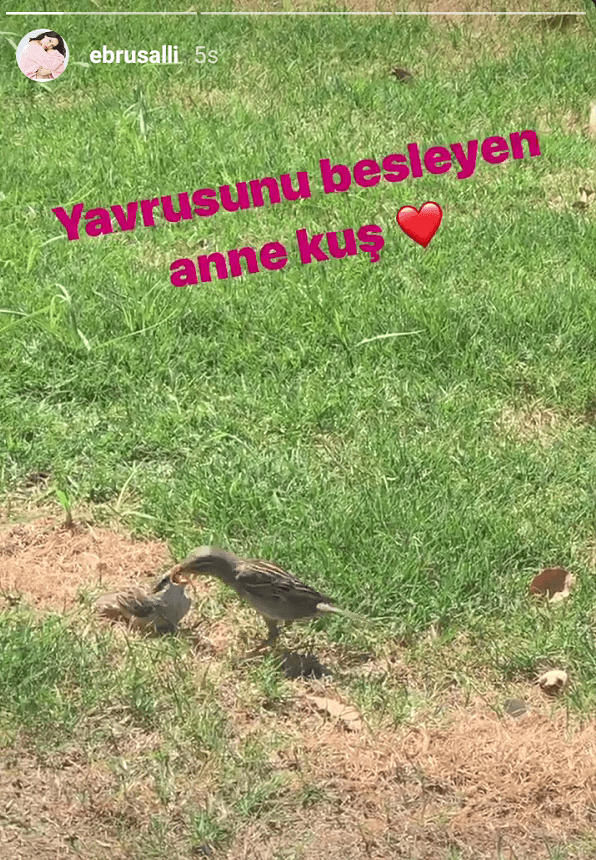 Ebru Şallı'dan 'anne kuş' paylaşımı - Sayfa:3