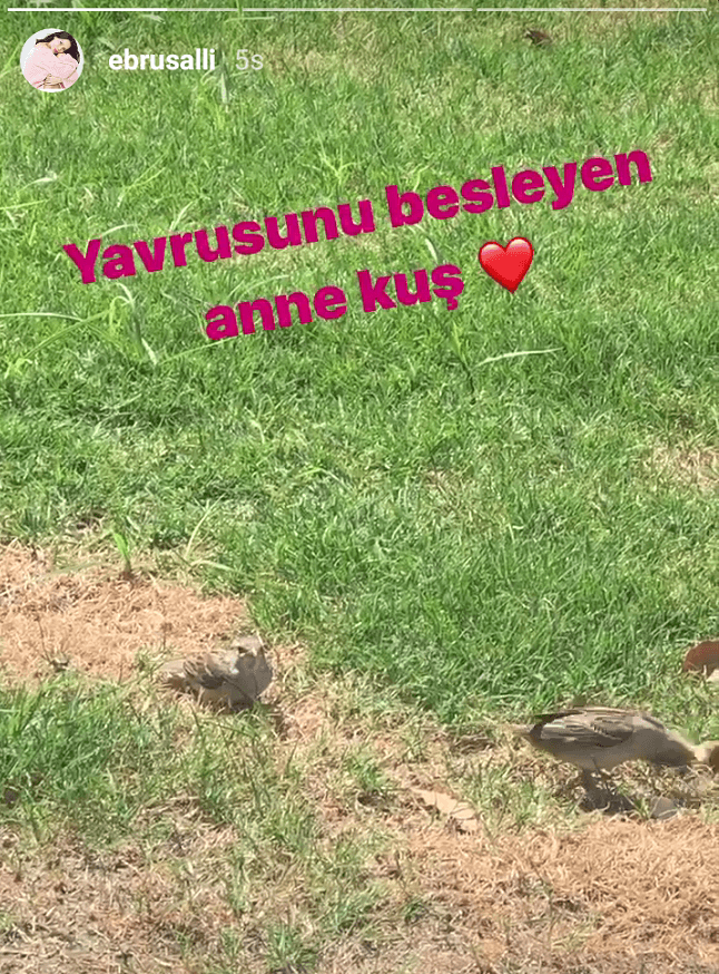Ebru Şallı'dan 'anne kuş' paylaşımı - Sayfa:4