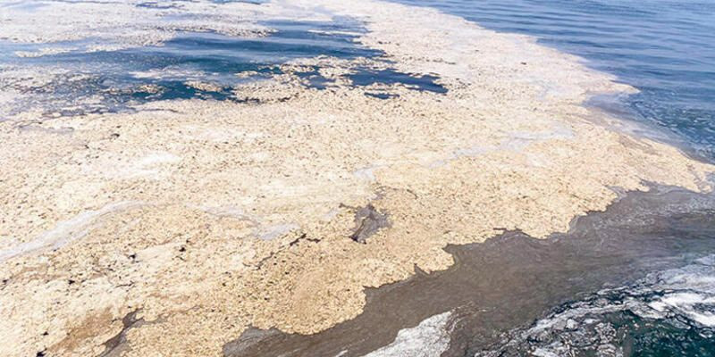 Müsilaj balıkları nasıl etkiledi? Balık yerken nelere dikkat edilmeli? - Sayfa:4