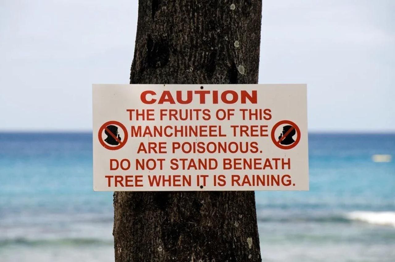 Bu ağacın gölgesinde durmak bile öldürüyor! İşte dünyanın en tehlikeli ağacı - Sayfa:4