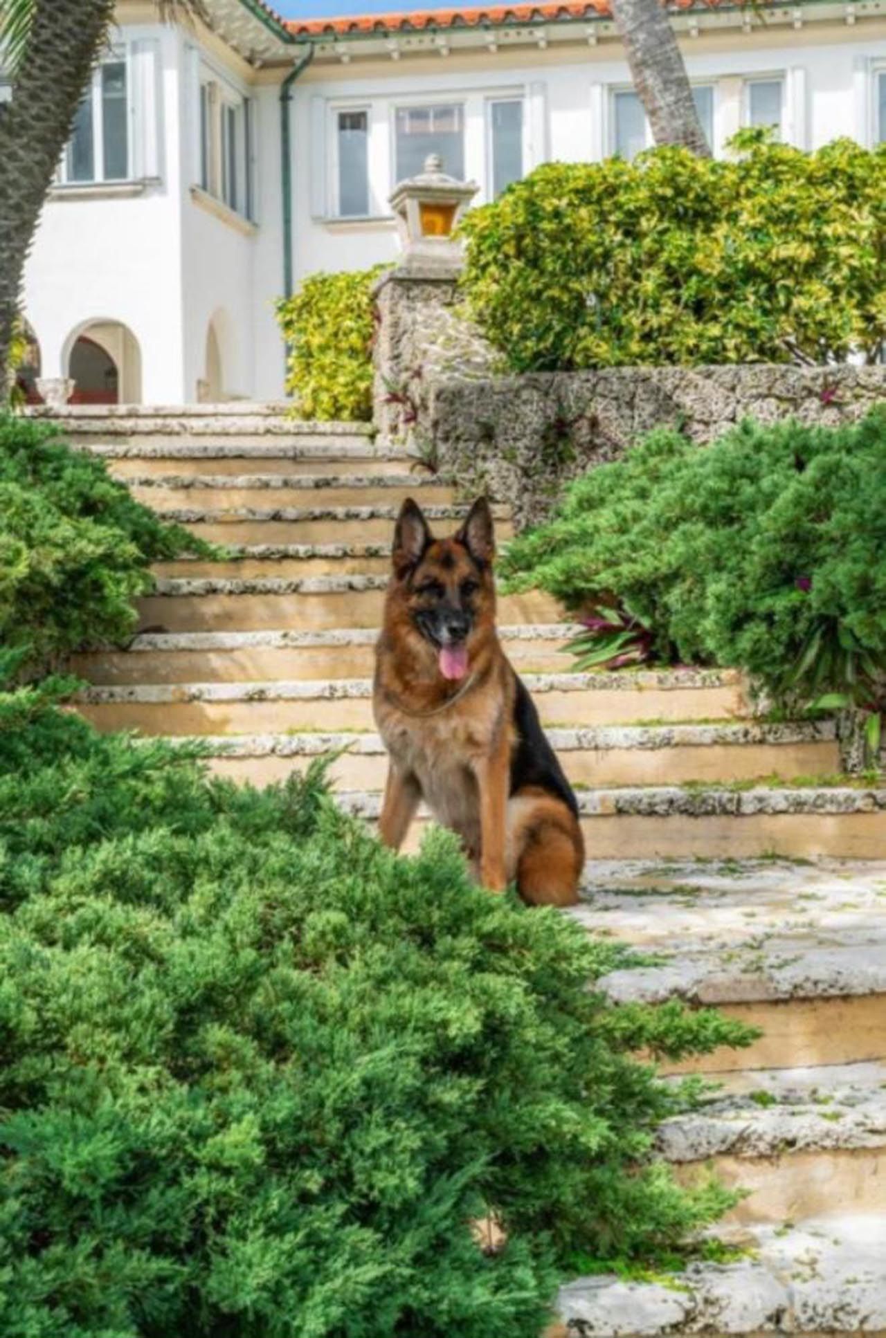 Dünyanın en zengin köpeği villasını satıyor! - Sayfa:4