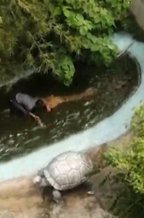 Korkunç olay! Maket sandığı timsaha yem oluyordu - Sayfa:3