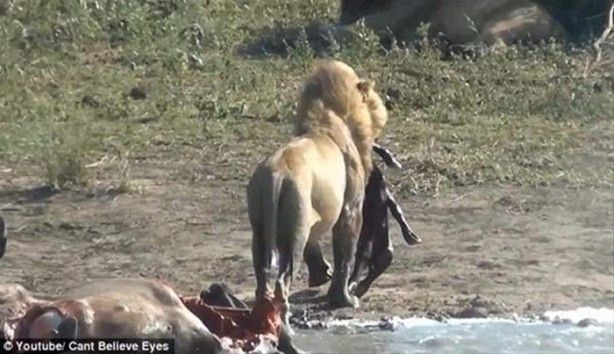 Aslan, bufalonun hamile olduğunu anlayınca bakın ne yaptı... - Sayfa:3