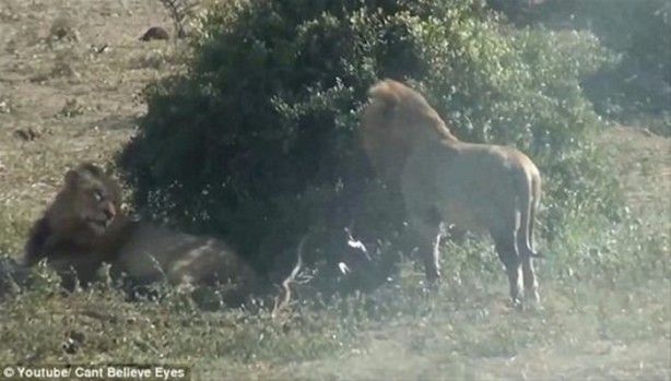 Aslan, bufalonun hamile olduğunu anlayınca bakın ne yaptı... - Sayfa:4
