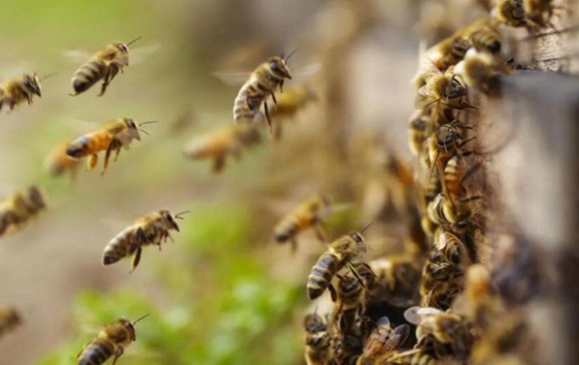 Yeni virüs varyantı ile ilgili korkunç araştırma: Tüm arıları yok edebilir - Sayfa:1