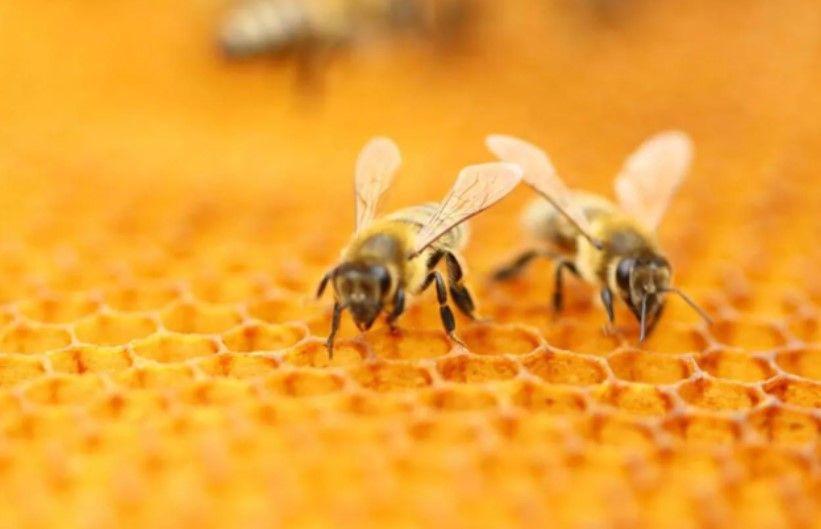 Yeni virüs varyantı ile ilgili korkunç araştırma: Tüm arıları yok edebilir - Sayfa:2