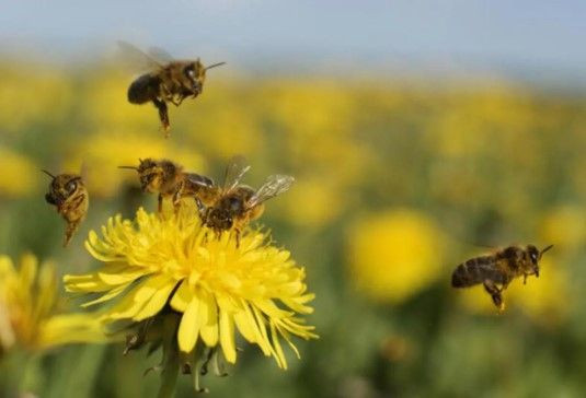 Yeni virüs varyantı ile ilgili korkunç araştırma: Tüm arıları yok edebilir - Sayfa:3