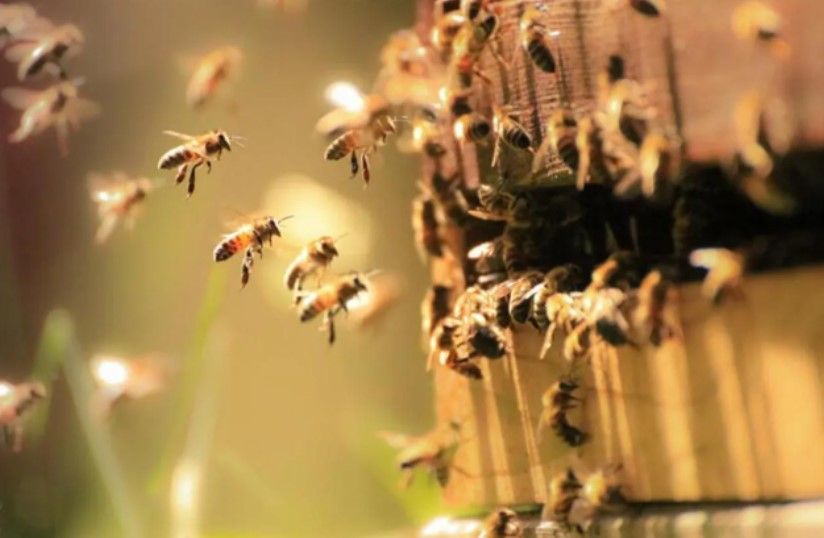 Yeni virüs varyantı ile ilgili korkunç araştırma: Tüm arıları yok edebilir - Sayfa:4
